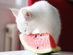 -多卡布奇宠物生活馆(上林世家店)