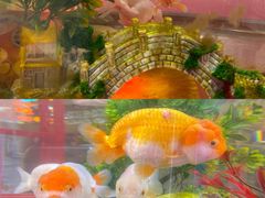 -宝龙广场(福州台江店)