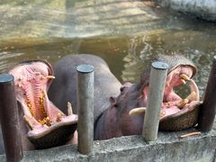 -常州淹城野生动物世界
