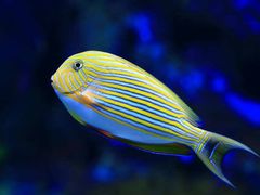 -新加坡海洋生态馆