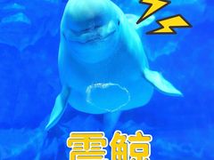 -海合安成都极地海洋公园