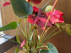 -同庆楼(金宝汇店)