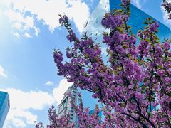 -海棠花溪(元大都城垣遗址公园)