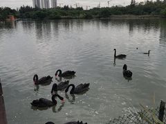 -五缘湾湿地公园