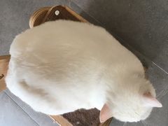 -飞行喵MR PILOT|猫舍·猫咖(静安大融城店)