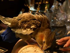 -鸡尾酒实验室酒吧(隆礼路店)