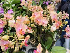 -重庆市江北嘴中央商务区中央公园