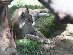 -青藏高原野生动物园