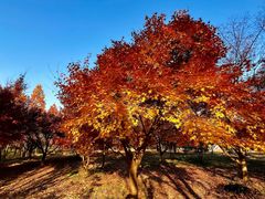 -贡湖湾湿地公园