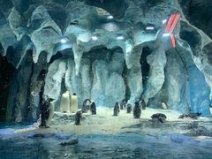 -帝企鹅自助餐厅•儿童岛•真企鹅(长隆企鹅酒店)