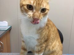 -创凡宠物医院·骨专科  猫科中心(西乡分院)