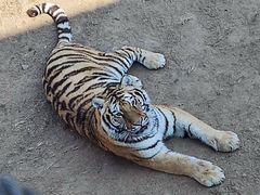 -西霞口神雕山野生动物世界