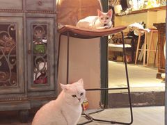 -后院儿·精酿·塔罗Happy Bar