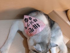 -Husky Go! 哈士奇体验馆·宠物咖啡厅狗咖