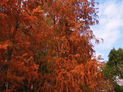 -上海共青森林公园