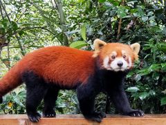 -都江堰中华大熊猫苑