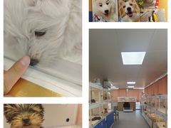 -翊宠yipet猫狗购宠庄园犬舍•猫舍