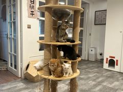 -楼上猫咖(罗湖店)