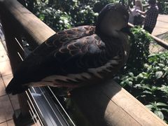 -热带雨林自然公园