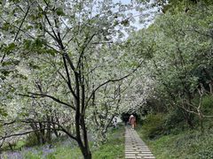 -苏州上方山国家森林公园