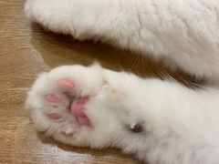 -滚猫咖啡·猫咖·猫友好撸猫(未来城店)
