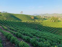 -帐篷客·溪龙茶谷度假酒店