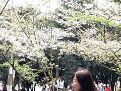 -武汉大学-樱园