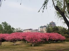 -莲花池公园