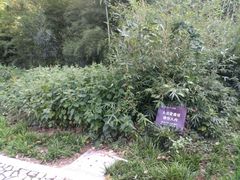 -镇江市南山风景名胜区竹林景区