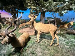 -国家自然博物馆