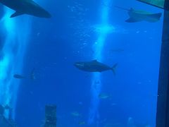 -亚特兰蒂斯•OSSIANO奥西亚诺海底餐厅