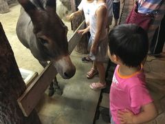 -清迈夜间动物园