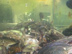 -501號台州海鲜餐厅(海创园店)