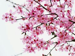 -天适樱花悠乐园