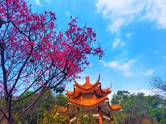 -深圳仙湖植物园