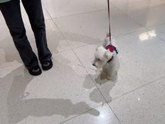 -帕帕拉兹宠物(亚洲旗舰店)