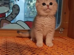 -欣宠猫屋·矮脚拿破仑·蓝金金渐层