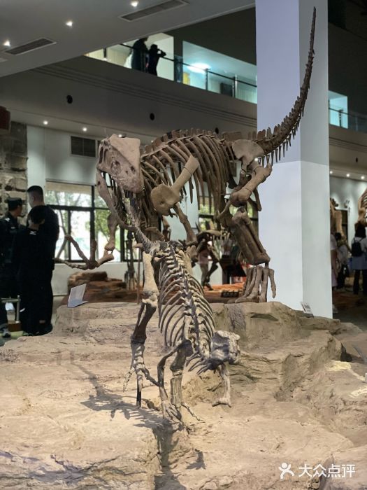 自贡恐龙博物馆图片