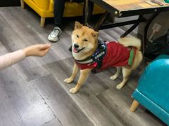 -猫尾侦探俱乐部·剧本杀·狼人杀