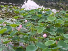 -映月湖公园