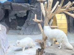 -海合安青岛极地海洋公园