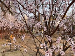 -北京云瑧金陵莲花酒店·莲·川小馆