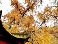-千年银杏谷文化旅游区