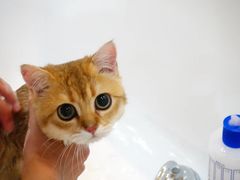 -momokira米努特·德文卷毛猫·棉花面纱犬