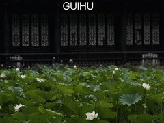 -桂湖森林公园
