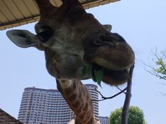 -太湖龙之梦