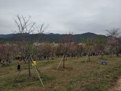-天适樱花悠乐园