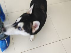 -怪兽屋·羊驼·猫咖·狗咖(俊华广场店)