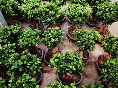 -龙大花卉苗木市场