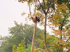 -成都大熊猫繁育研究基地